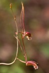 Eulophia longisepala