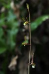 Eulophia longisepala