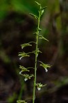 Eulophia norlindhii