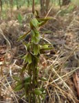 Eulophia norlindhii