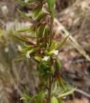 Eulophia norlindhii