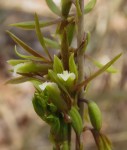 Eulophia norlindhii