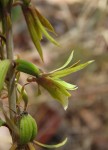 Eulophia norlindhii