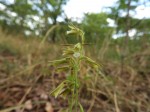 Eulophia norlindhii