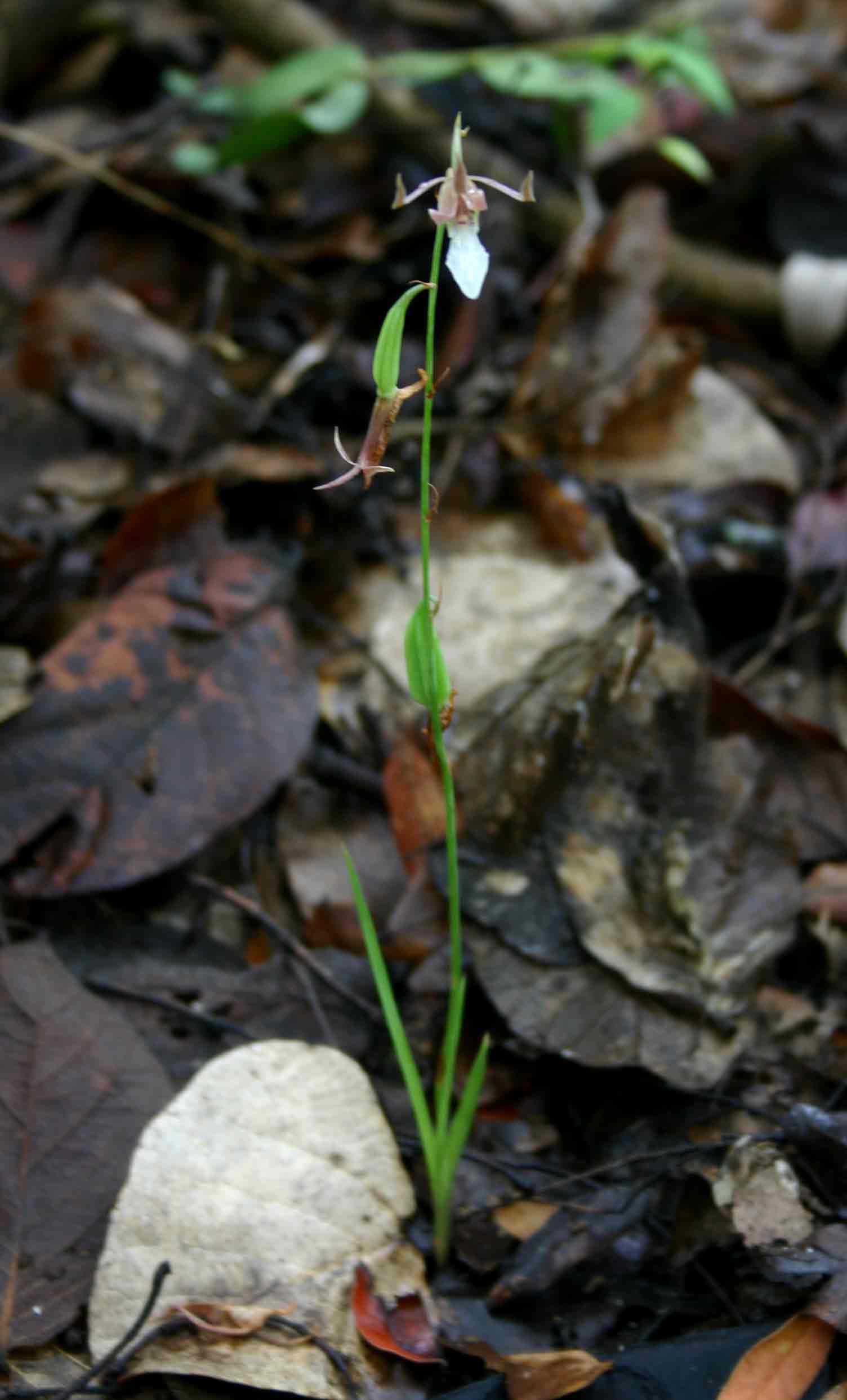 Eulophia venulosa