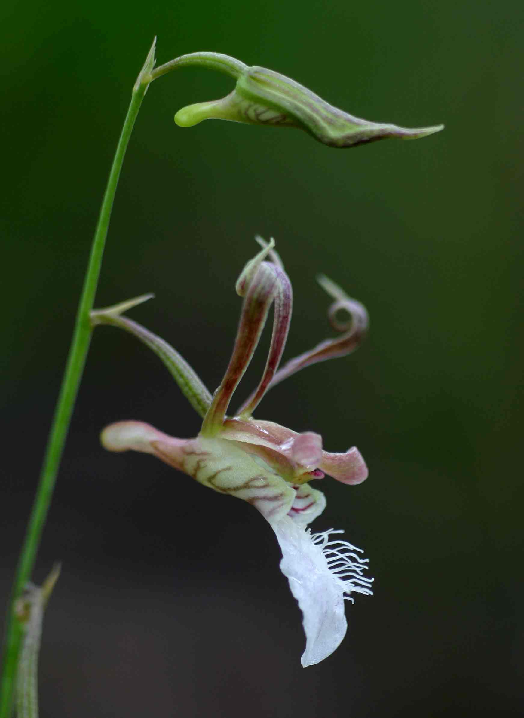 Eulophia venulosa