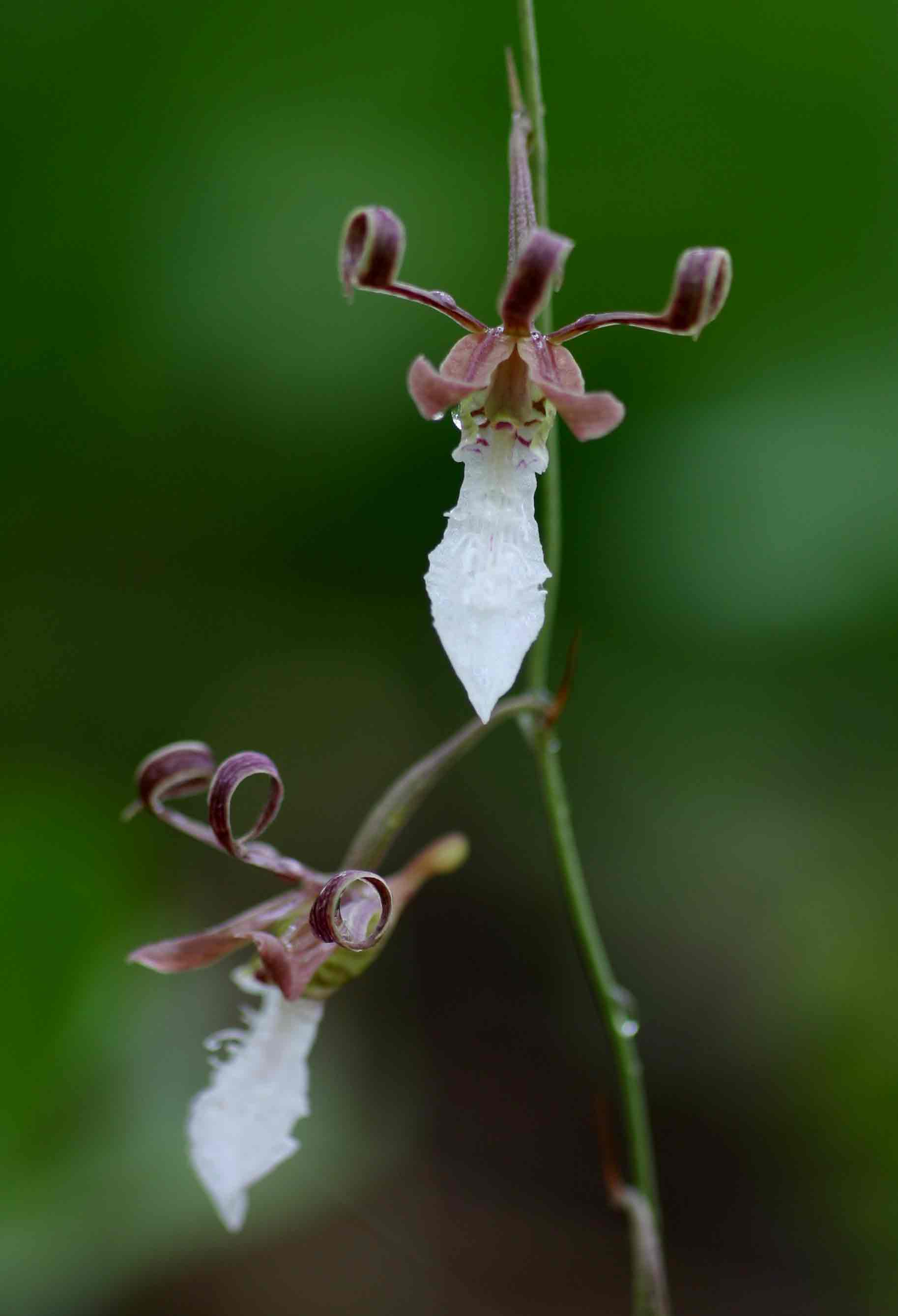 Eulophia venulosa