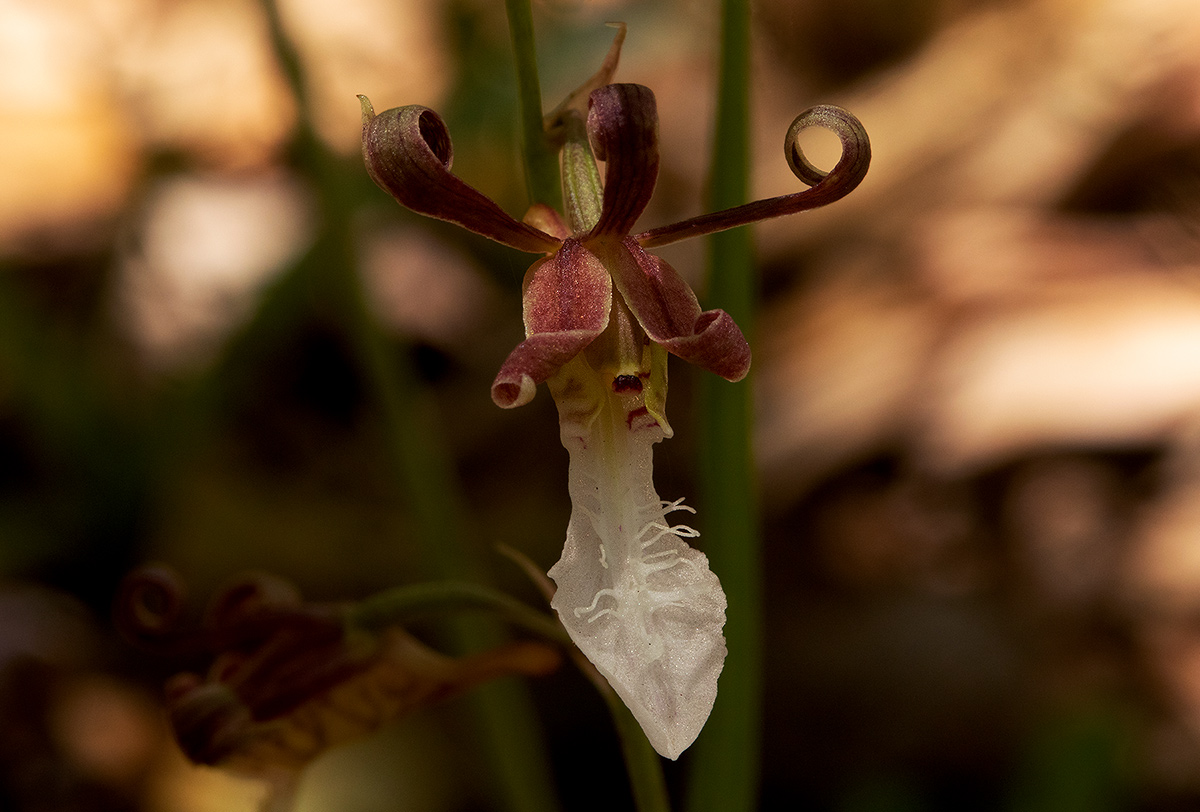 Eulophia venulosa