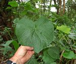 Piper umbellatum