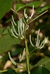 Piper umbellatum