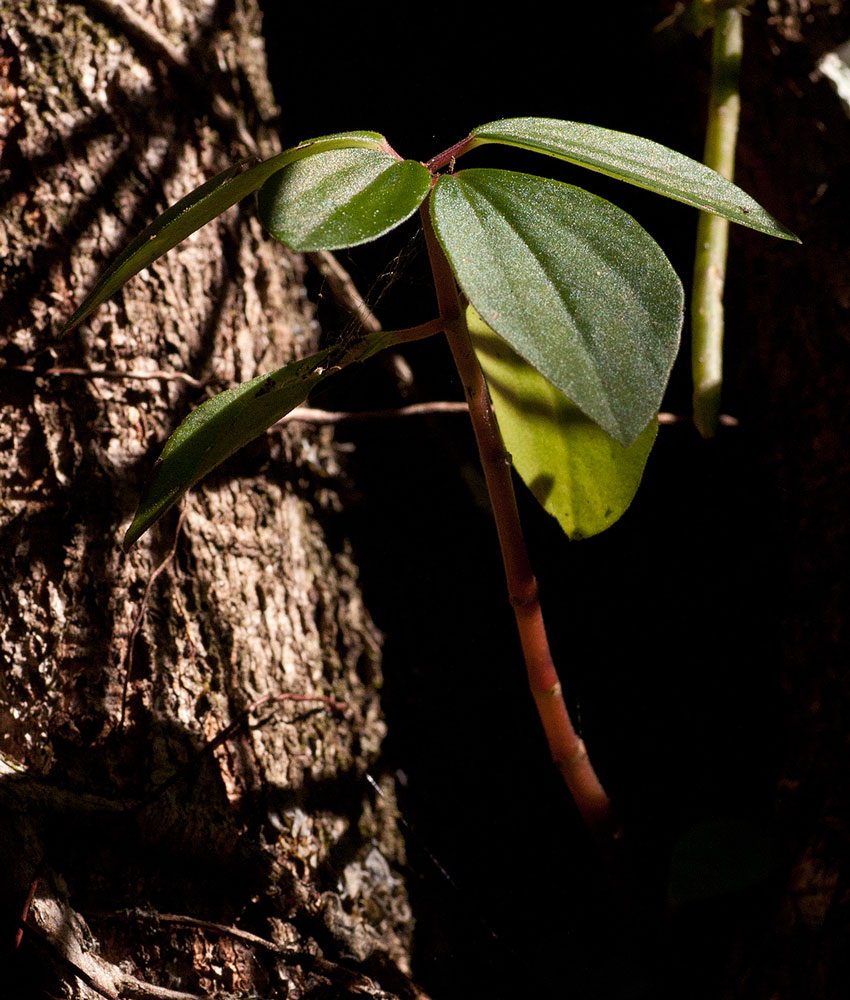 Peperomia leptostachya