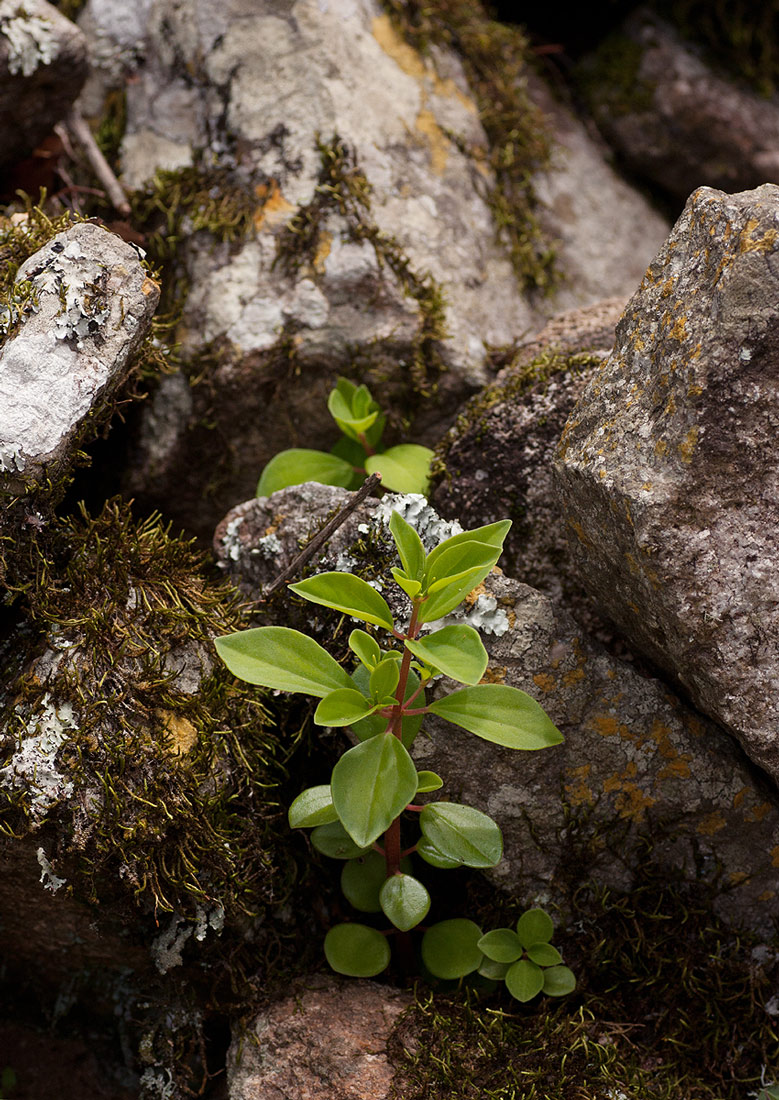 Peperomia leptostachya