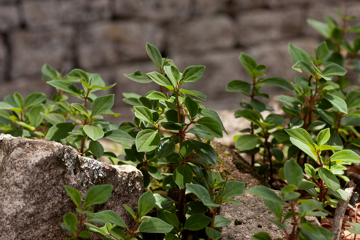 Peperomia leptostachya