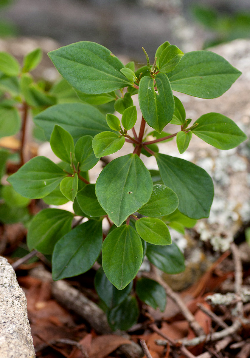 Peperomia leptostachya