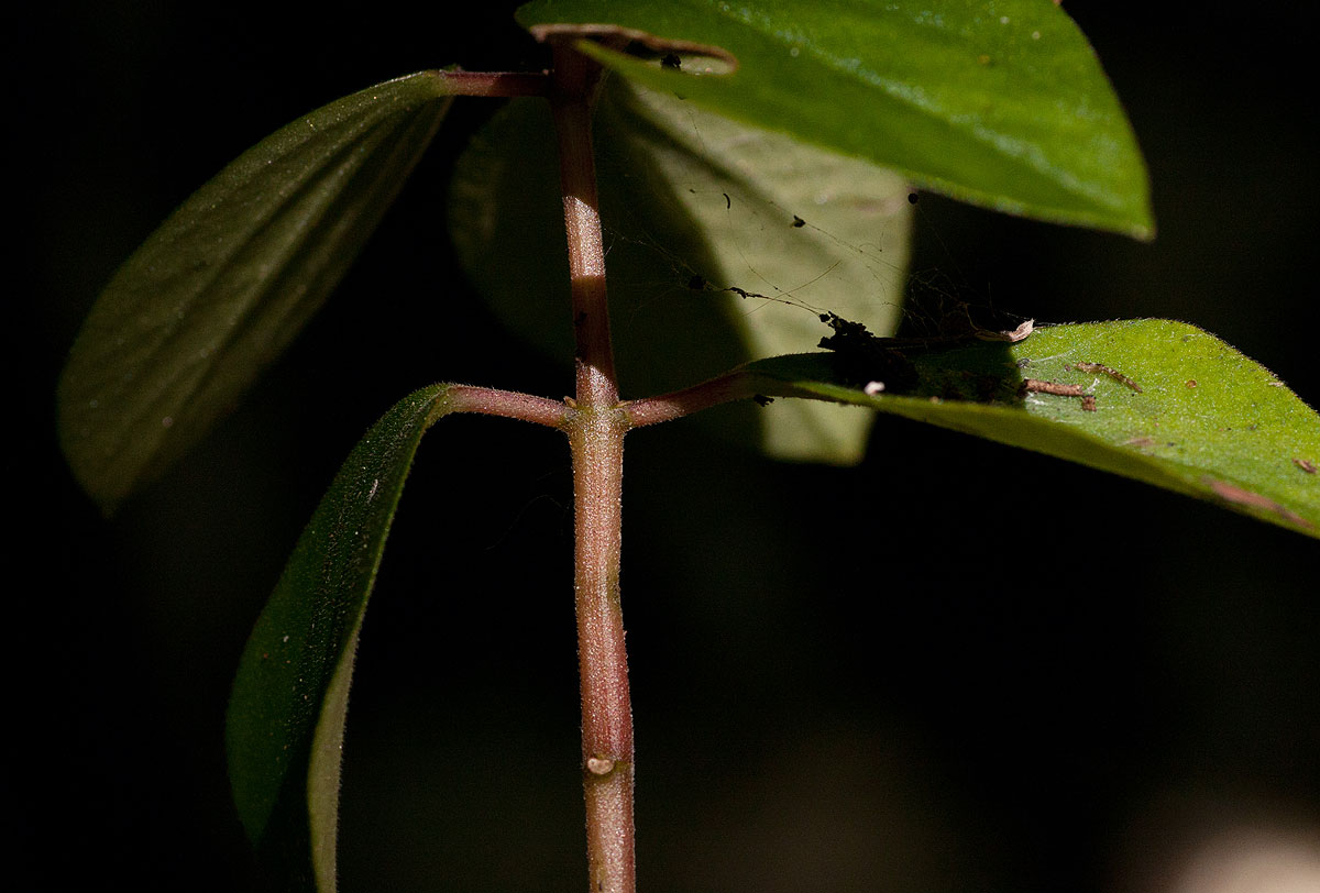 Peperomia leptostachya