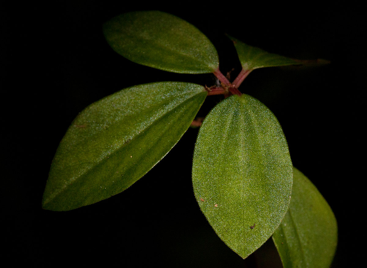 Peperomia leptostachya