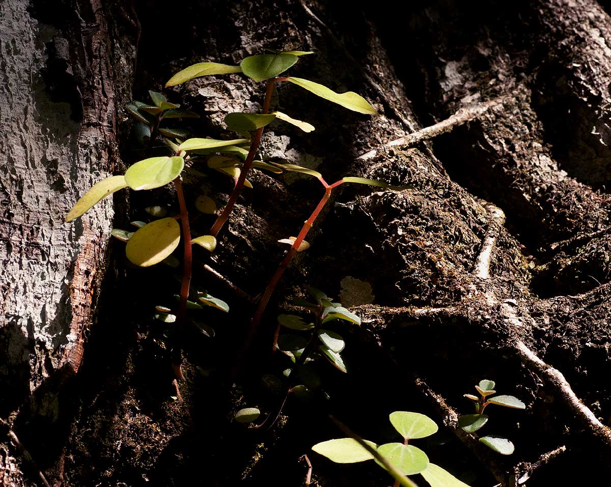 Peperomia leptostachya