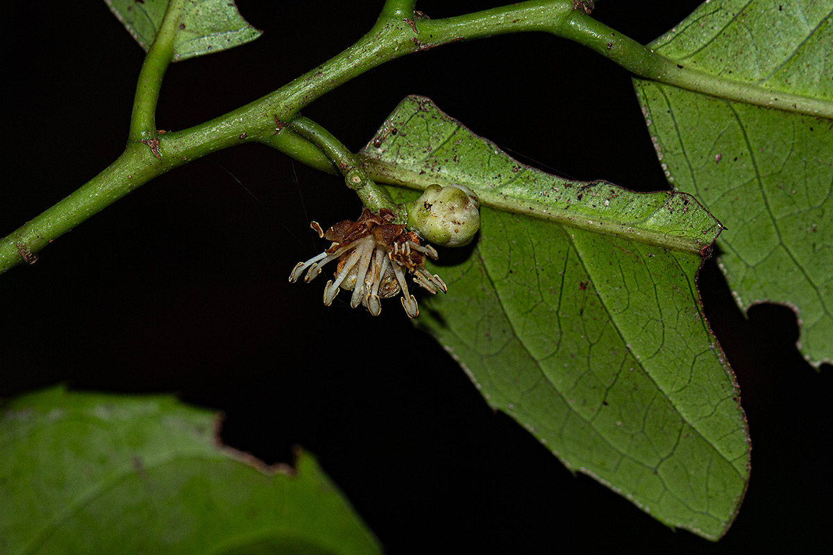 Trilepisium madagascariense