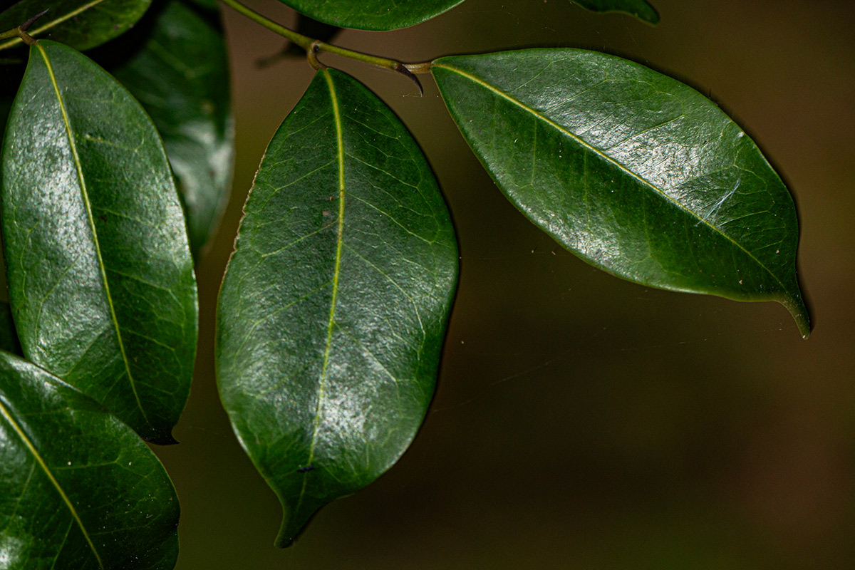 Trilepisium madagascariense