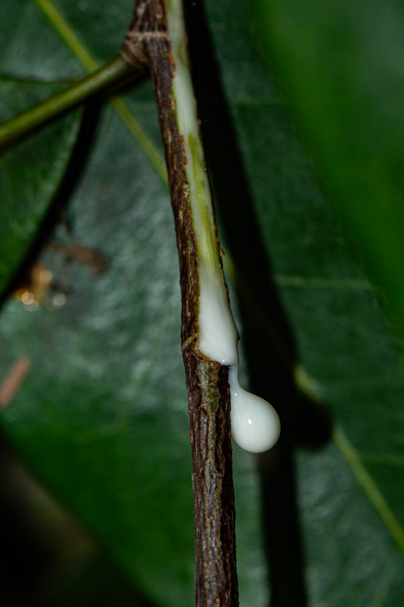 Trilepisium madagascariense