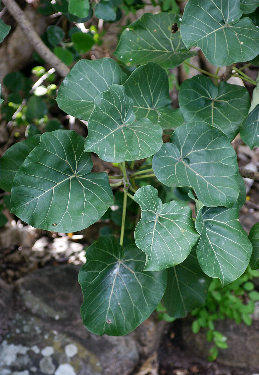 Ficus abutilifolia