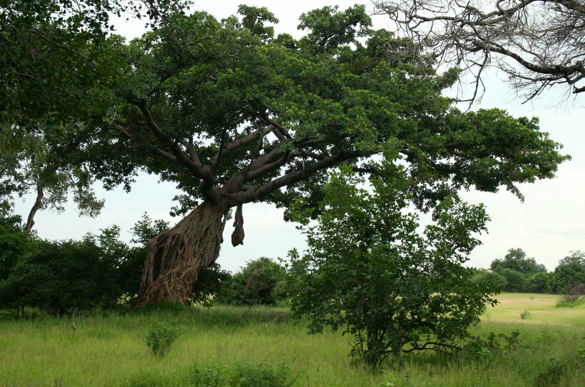 Ficus bussei