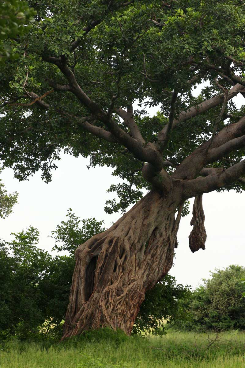 Ficus bussei