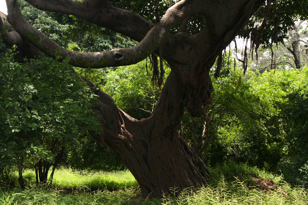 Ficus bussei