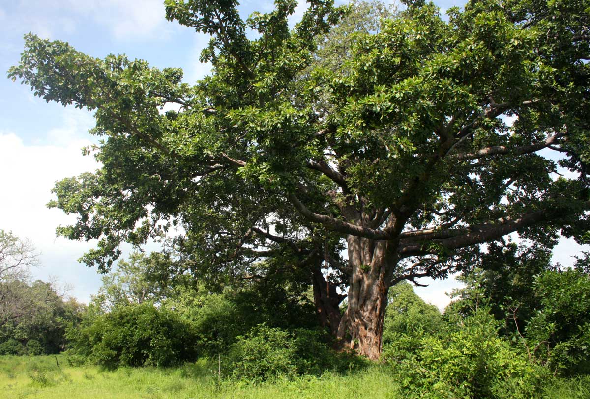 Ficus bussei