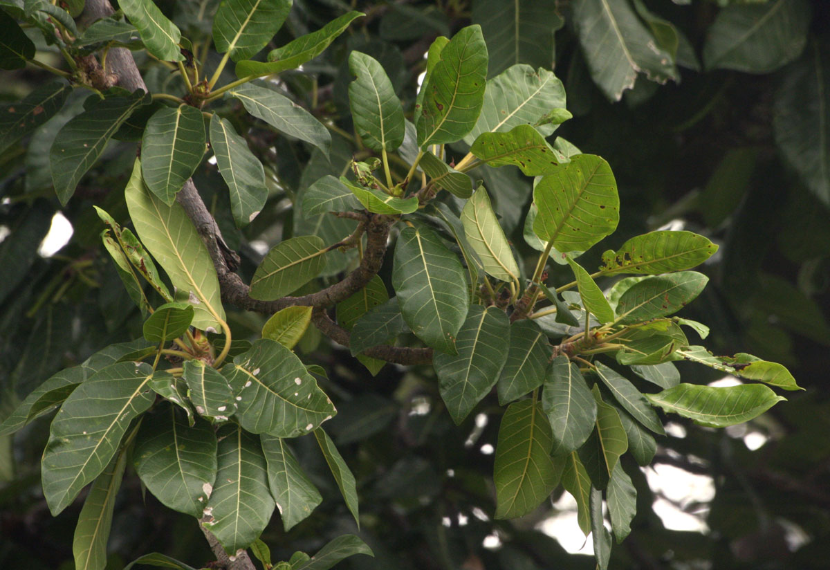 Ficus bussei