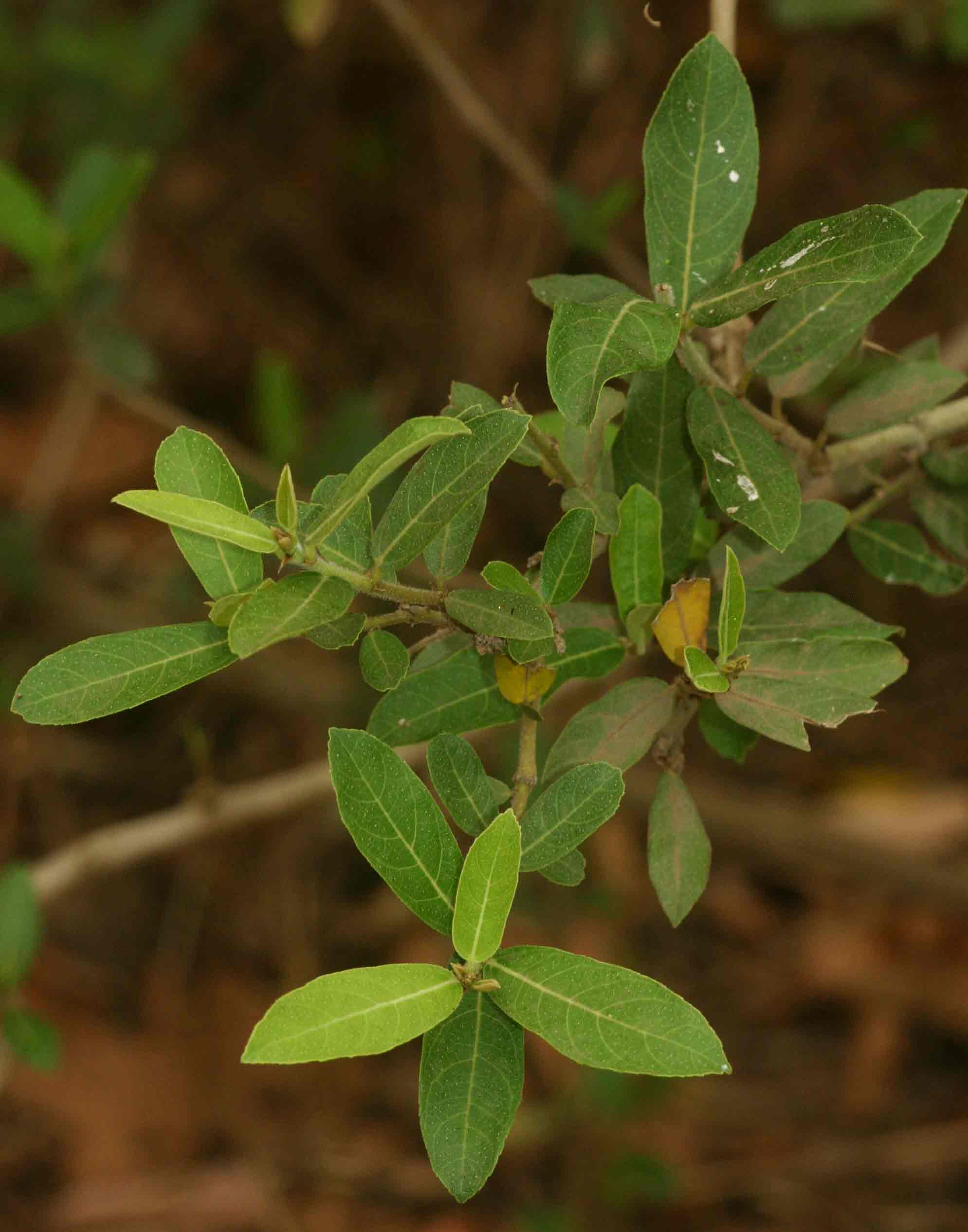 Ficus capreifolia