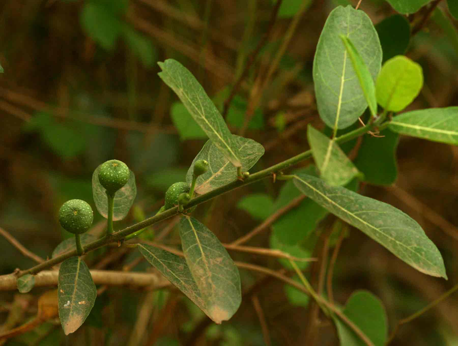 Ficus capreifolia