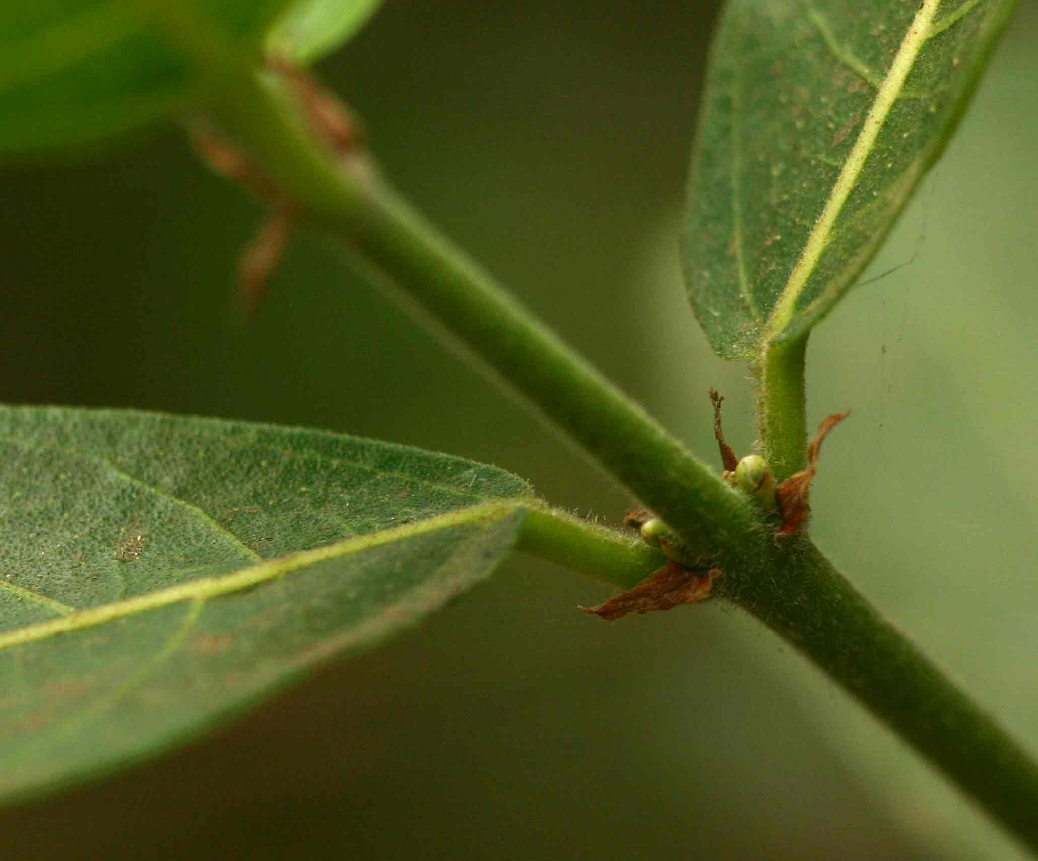 Ficus capreifolia