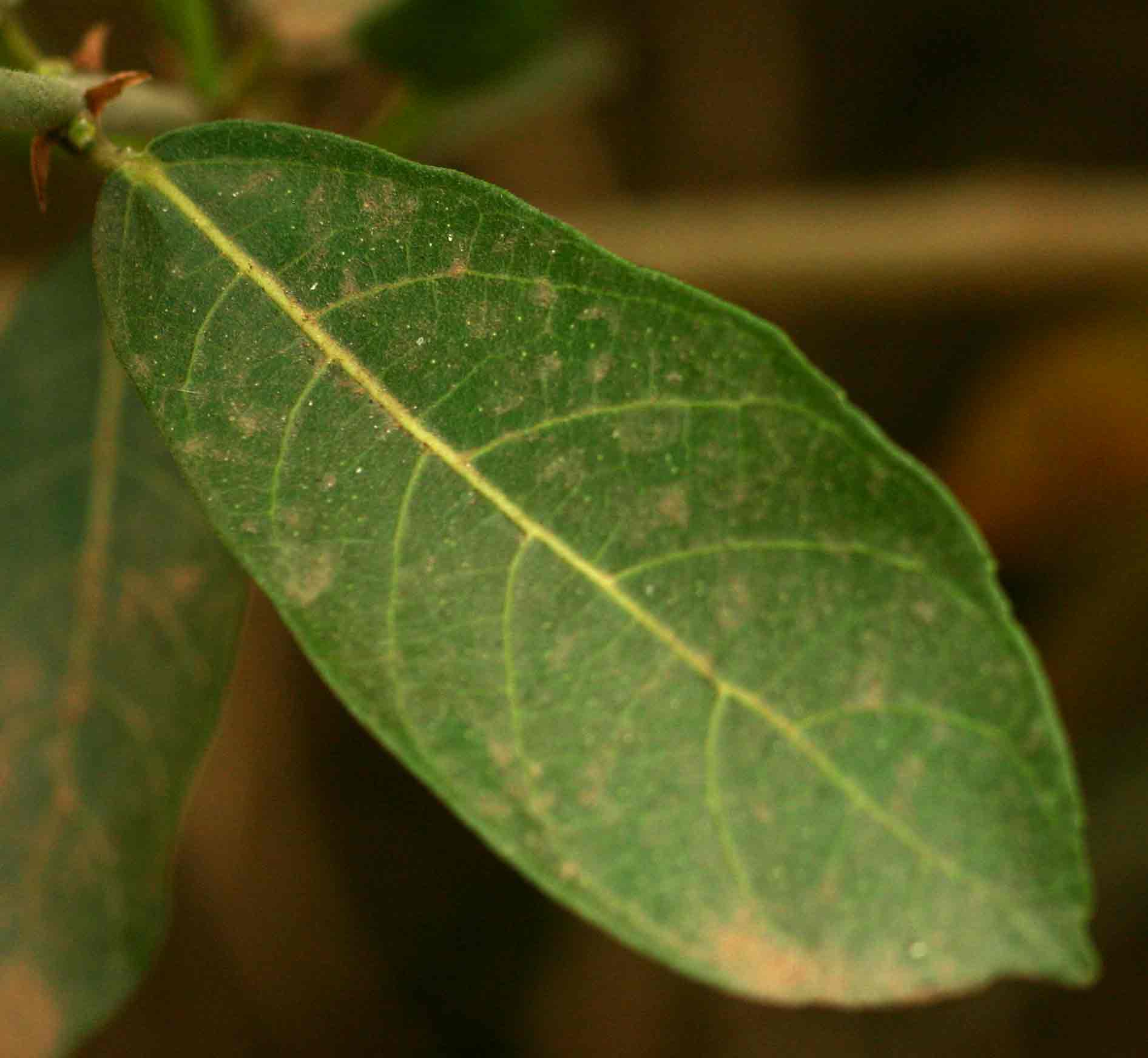 Ficus capreifolia