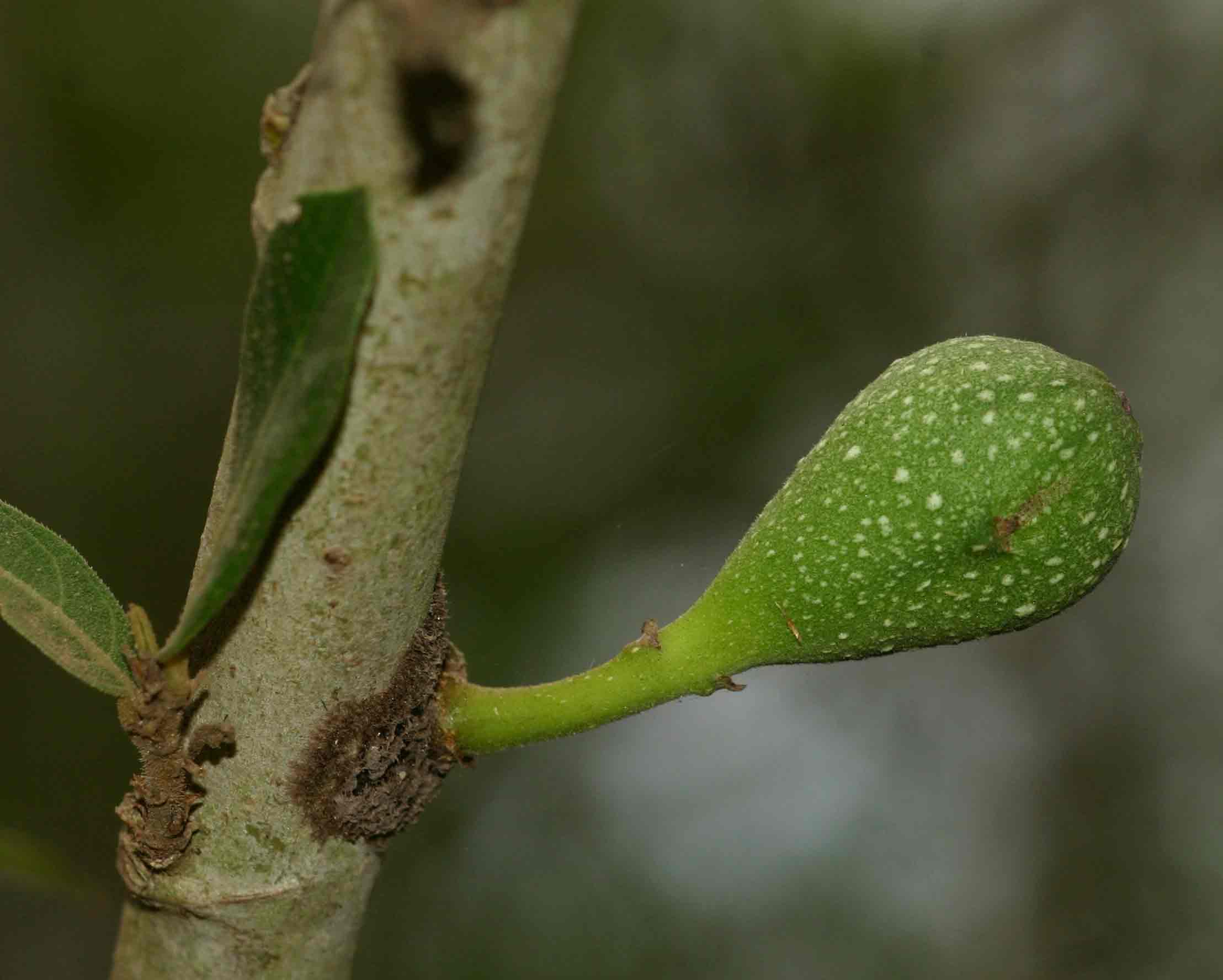 Ficus capreifolia