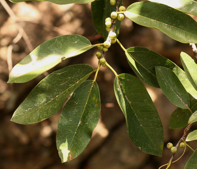 Ficus ingens