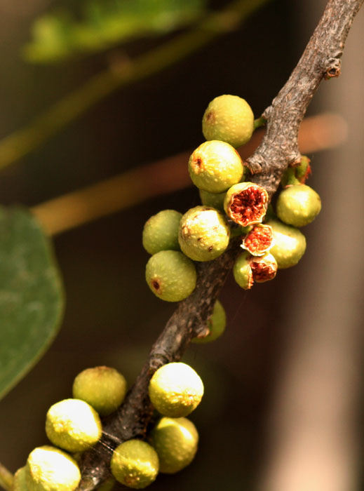 Ficus ingens