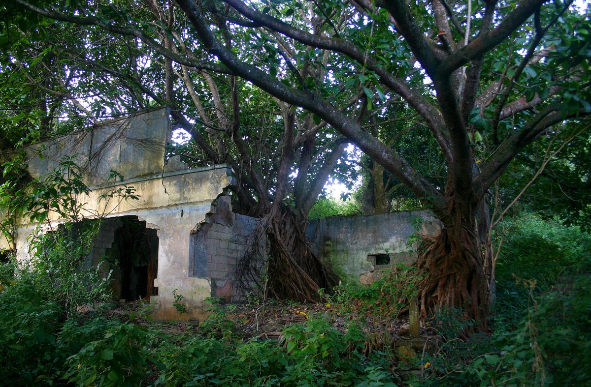 Ficus lutea