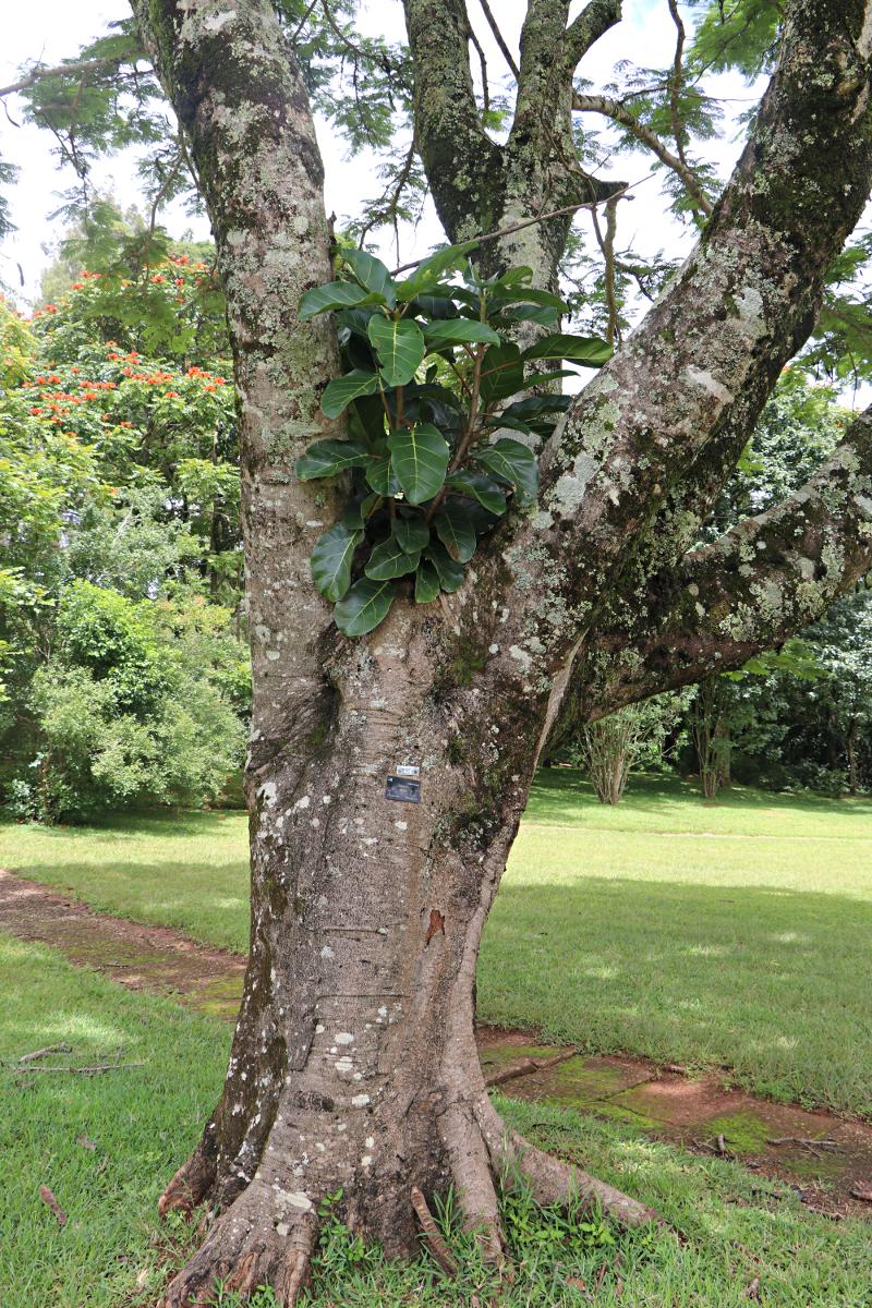 Ficus lutea