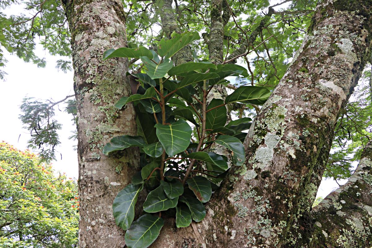 Ficus lutea