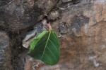 Ficus lutea