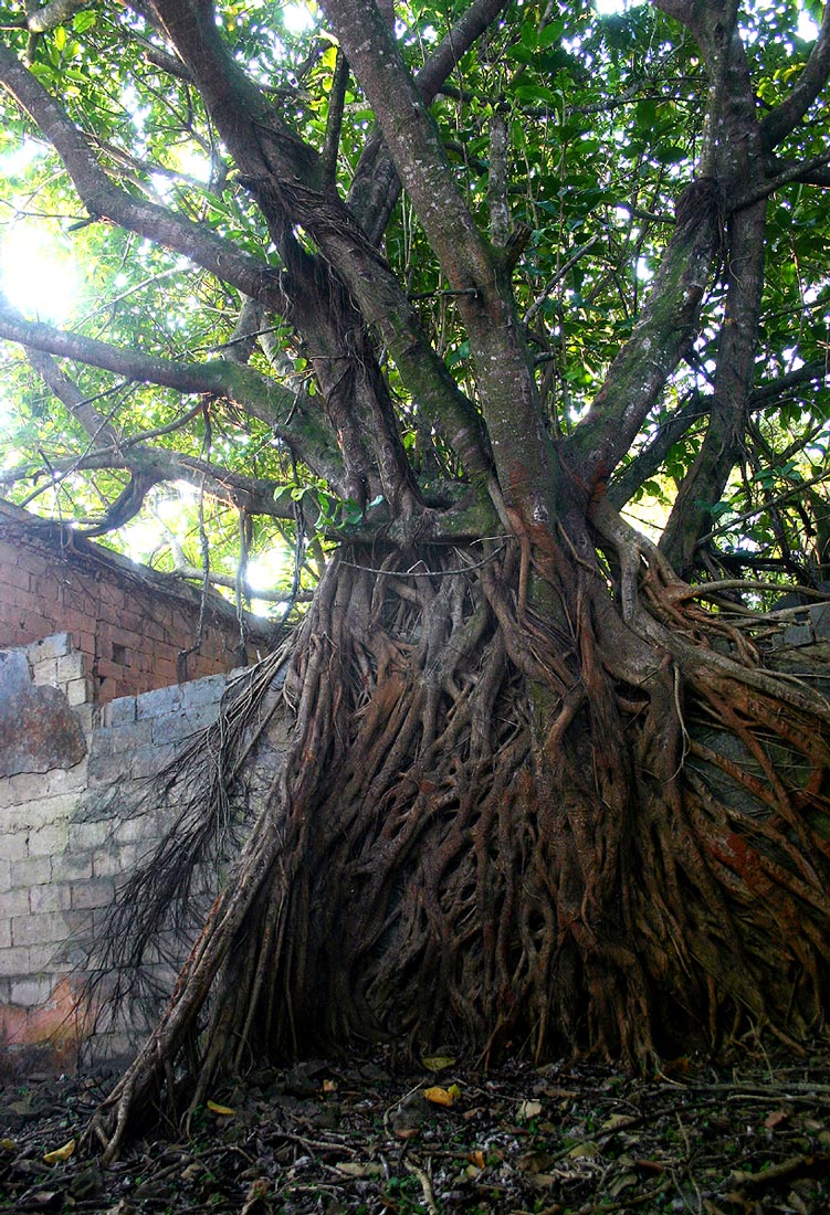 Ficus lutea