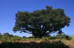 Ficus lutea