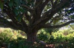 Ficus lutea