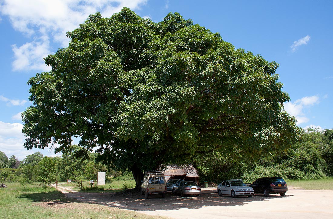 Ficus lutea