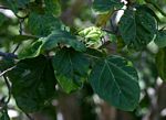 Ficus vallis-choudae