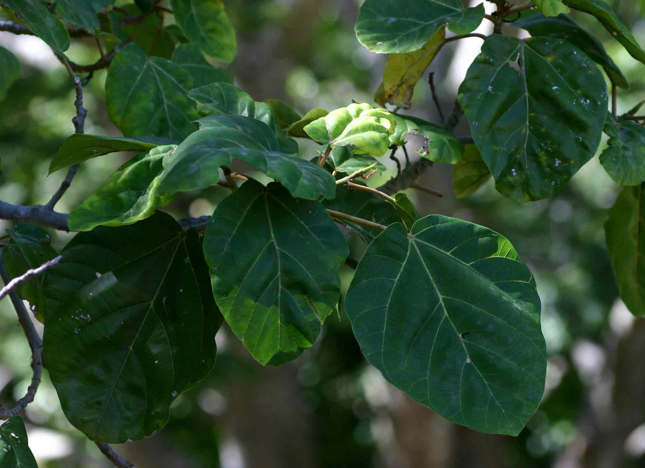 Ficus vallis-choudae