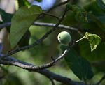 Ficus vallis-choudae