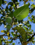 Ficus vallis-choudae