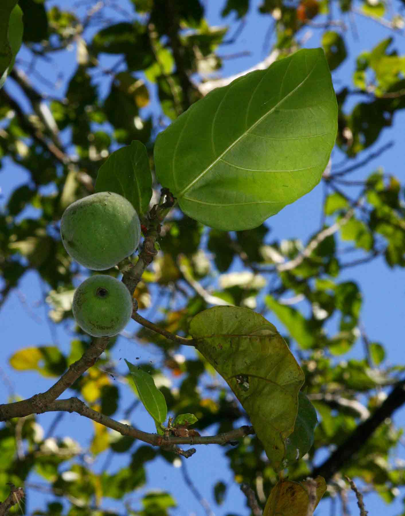 Ficus vallis-choudae